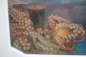 An octopus sits around the tank waiting to be carved up